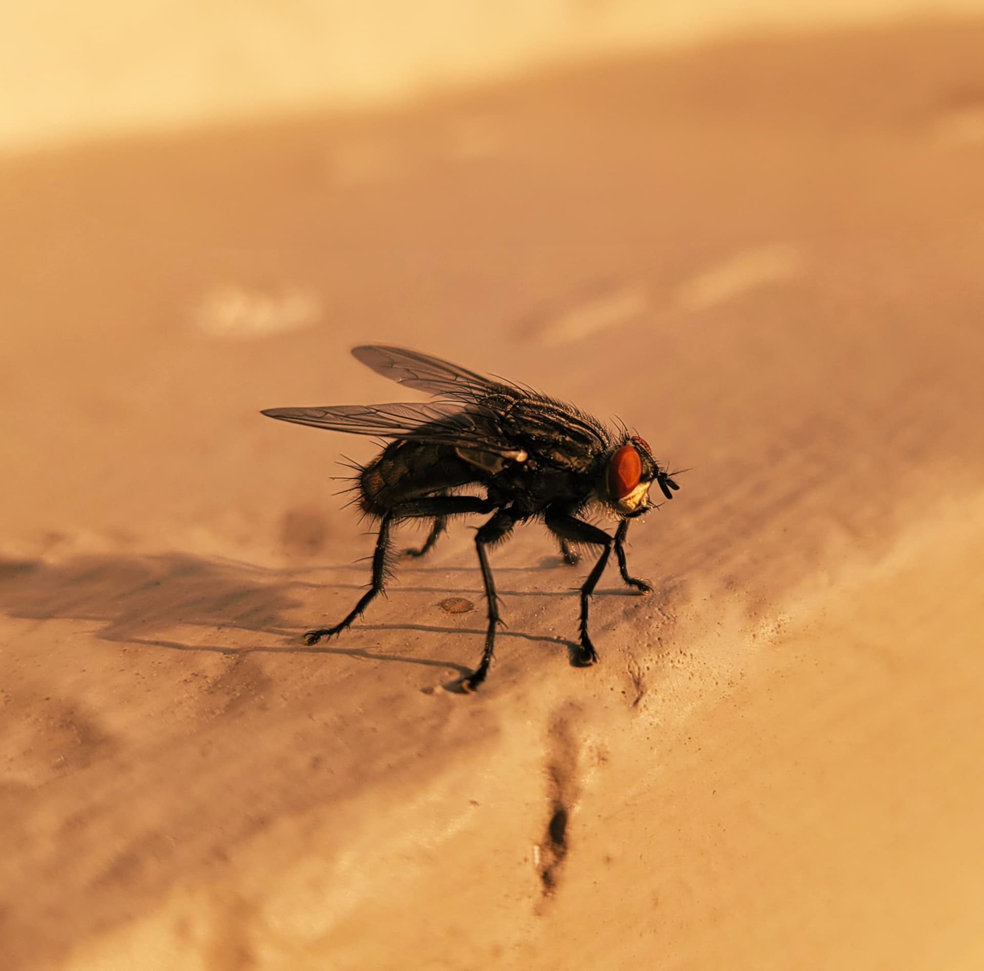 Pest proofing & exclusion