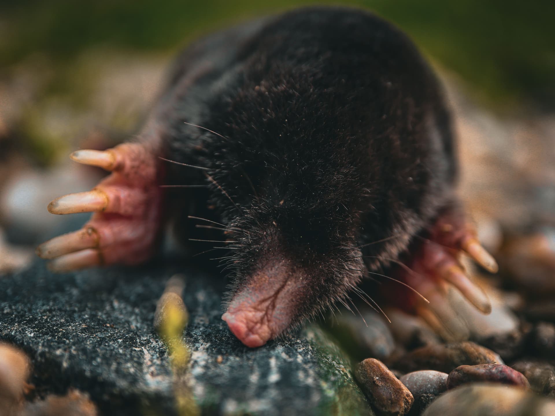 Mole pest control