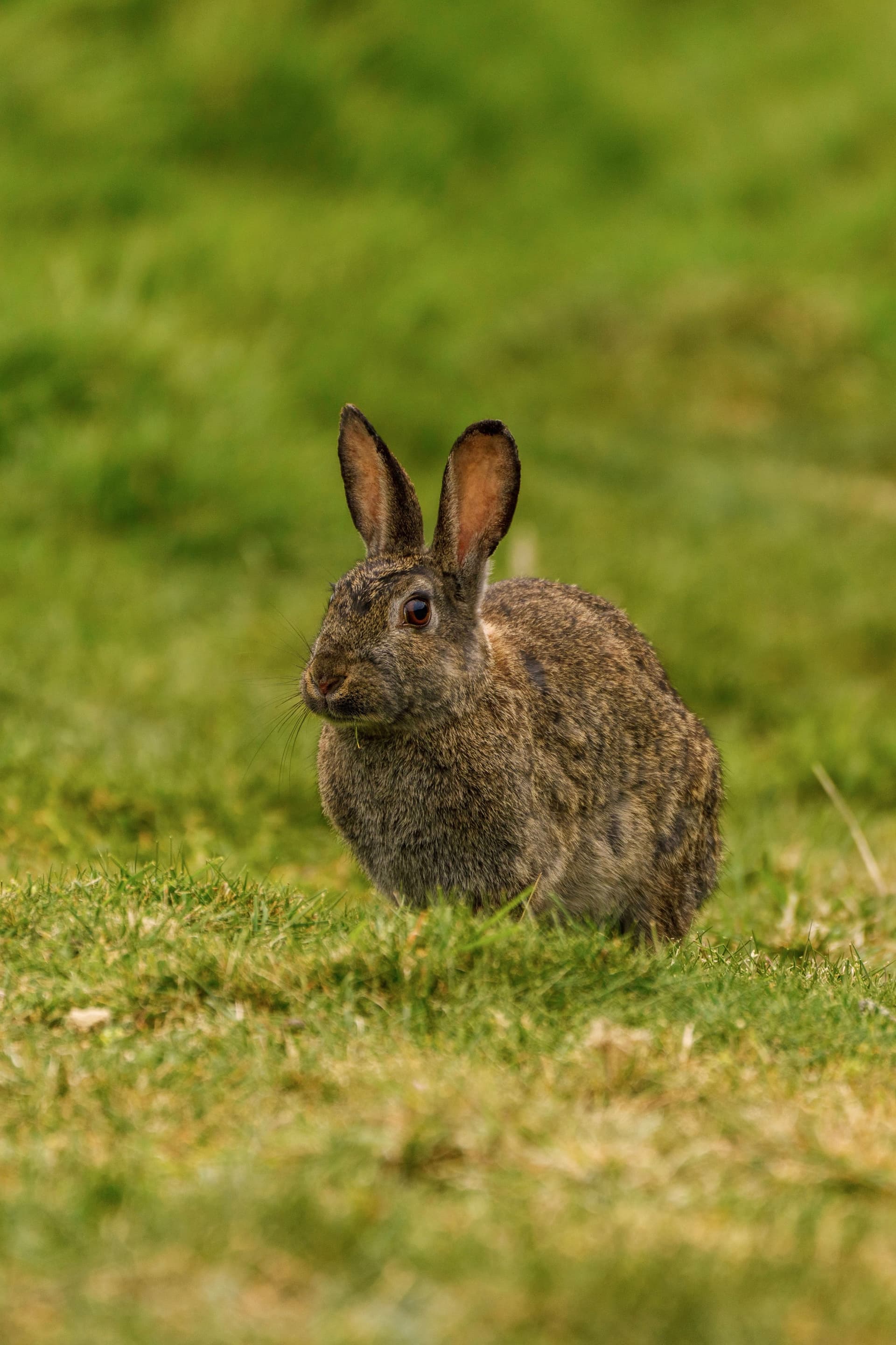 Rabbit pest control