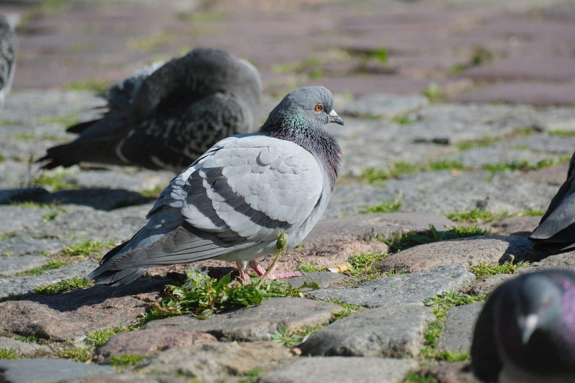 Bird proofing