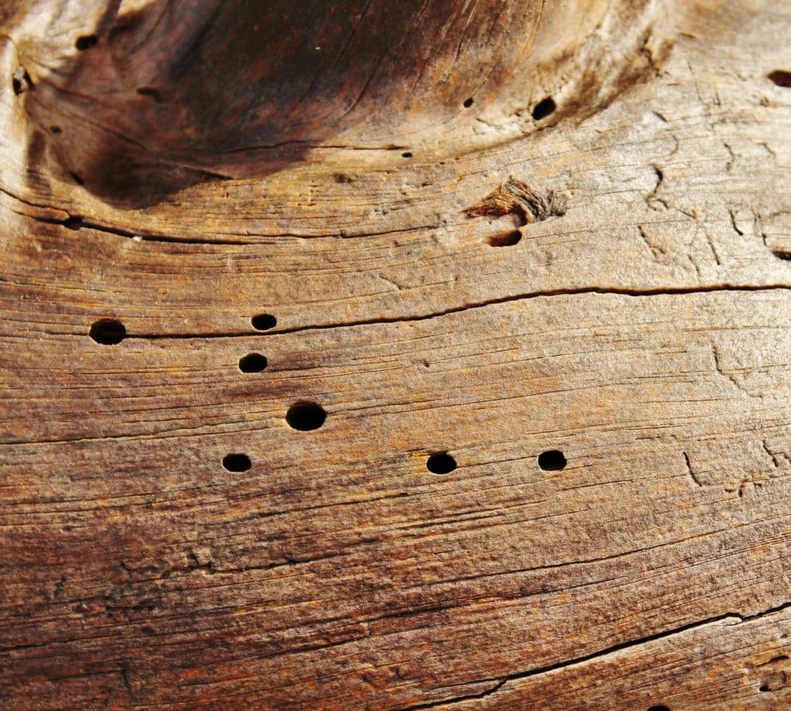 Woodworm treatment