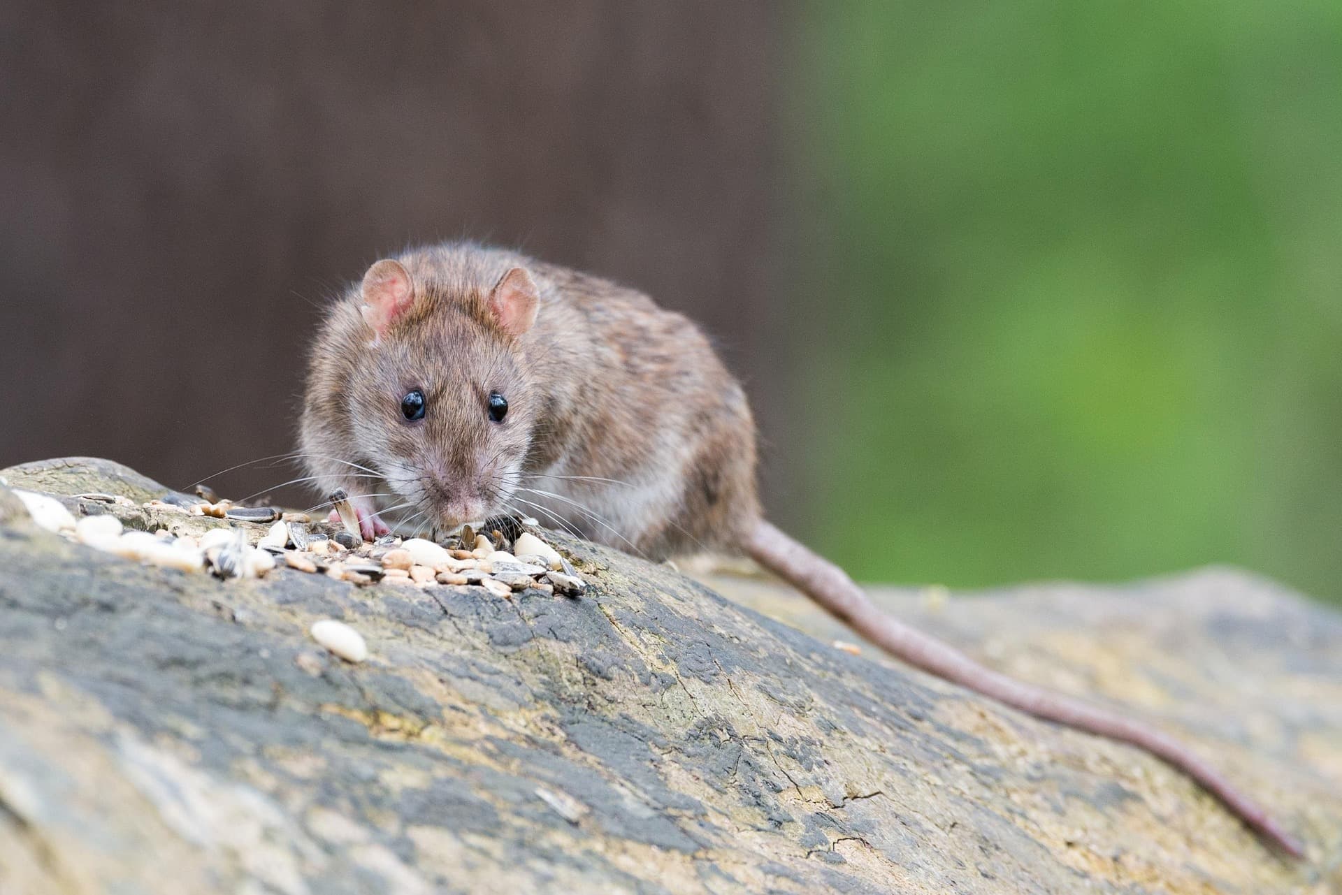Why Sawbridgeworth homeowners are investing in rodent pest control