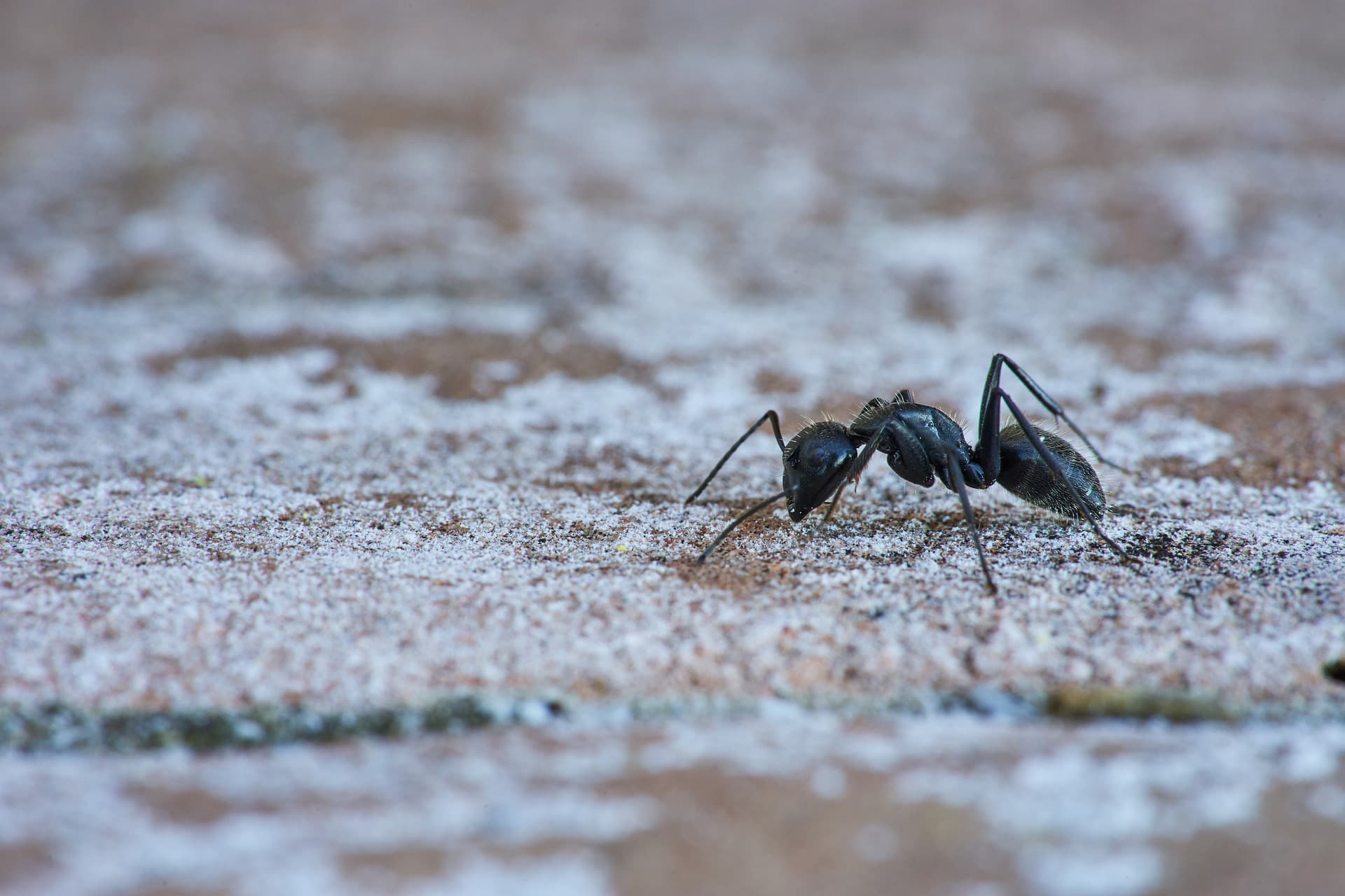 What affects the cost of rodent pest control? Key factors for Sawbridgeworth homeowners