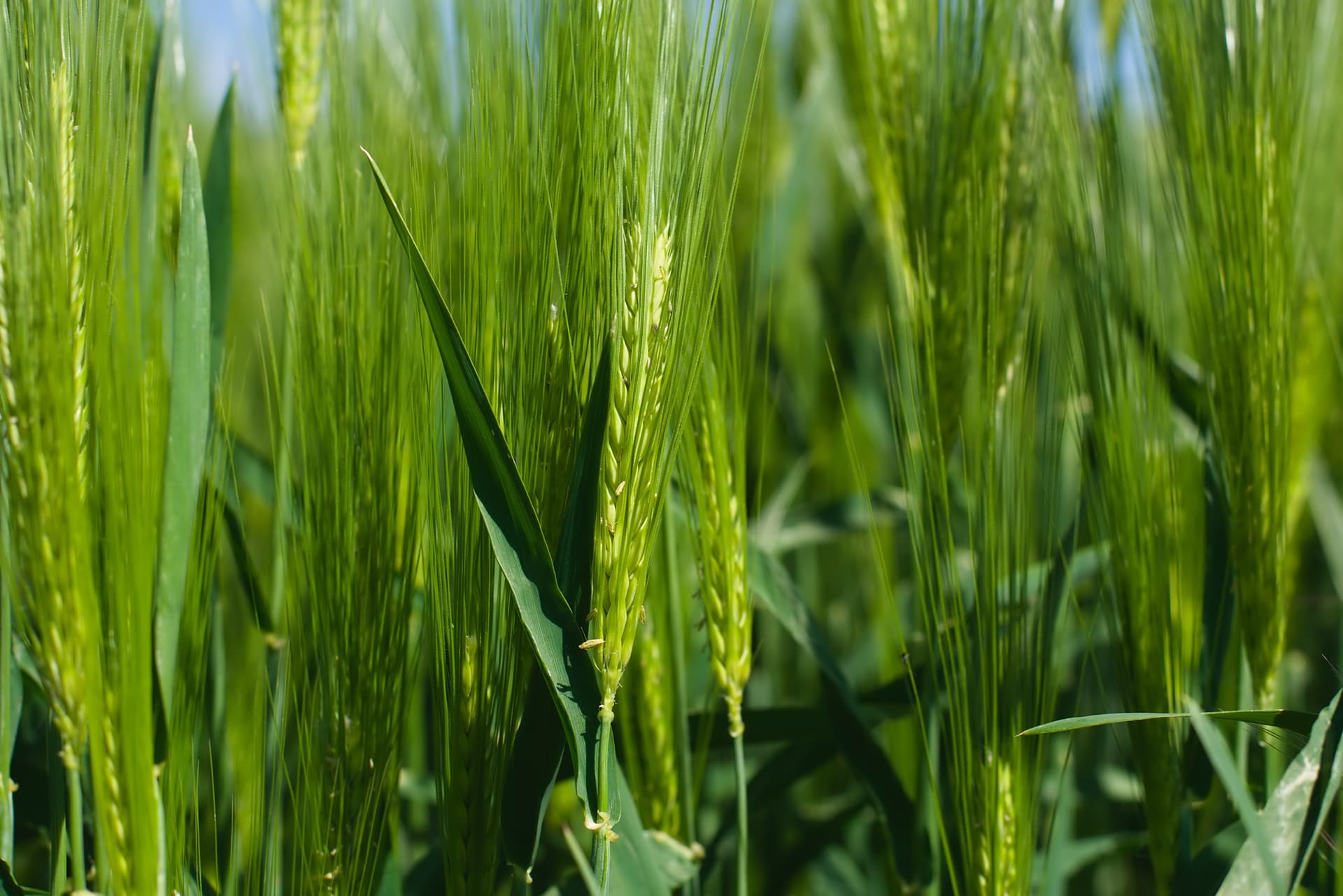 Agricultural Pest Control