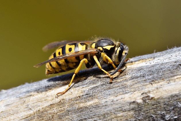 Insect pest control