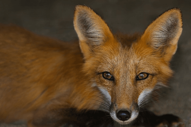 Fox pest control